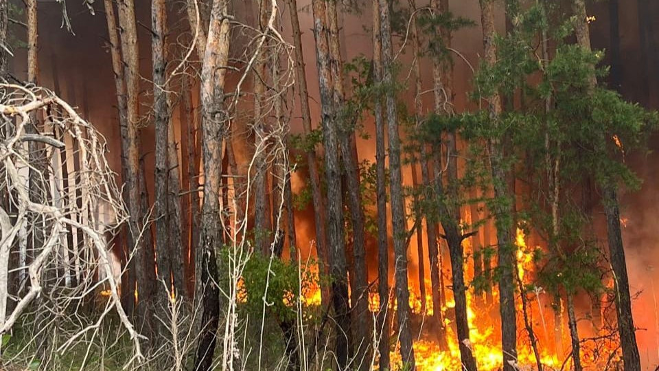 На Харьковщине пылает более 3 700 гектаров лесов