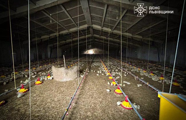 На Львовщине спасли во время пожара 30 000 цыплят