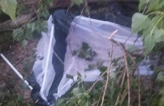 В Киеве во время грозы дерево упало на пляж – есть пострадавшие