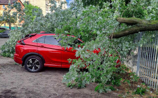 У Києві дерево впало на автомобілі, фото