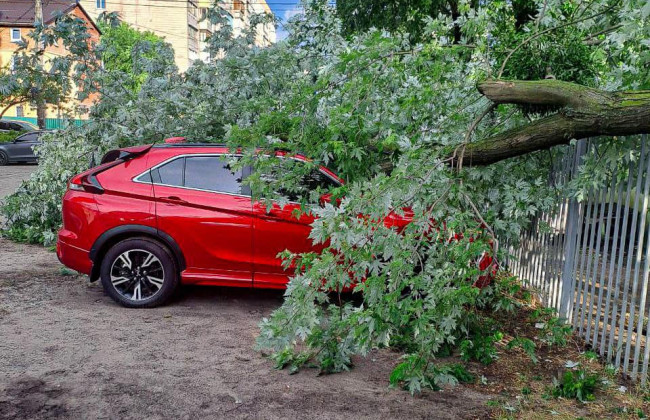 В Киеве дерево упало на автомобили, фото