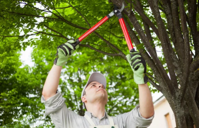 Чи можна спиляти гілки сусідського дерева, якщо вони ростуть над вашою ділянкою