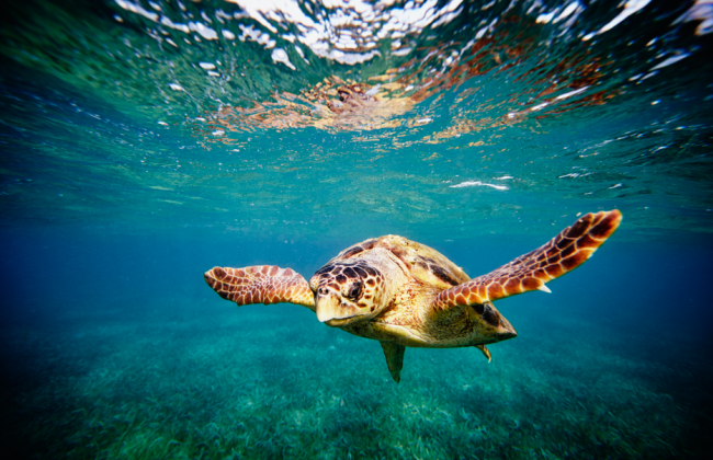 Температура Средиземного моря достигла нового рекорда – что говорят экологи