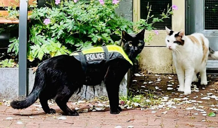 В Нидерландах завели первого в мире кота-полицейского, фото