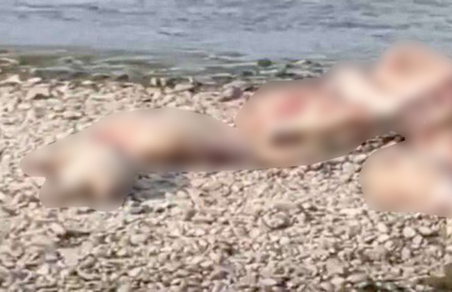 В Черновцах обнаружили туши свиней с африканской чумой: в Гравитоне объявлен карантин