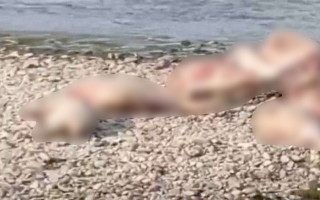 В Черновцах обнаружили туши свиней с африканской чумой: в Гравитоне объявлен карантин