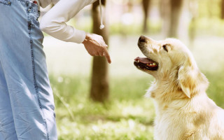 Вчені навчають штучний інтелект розуміти мову собак