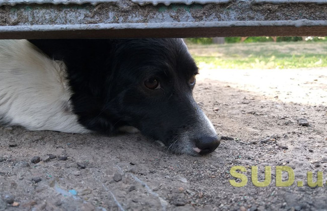 Без купирования ушей и хвоста: в Украине предлагают запретить оперировать животных для «красоты»