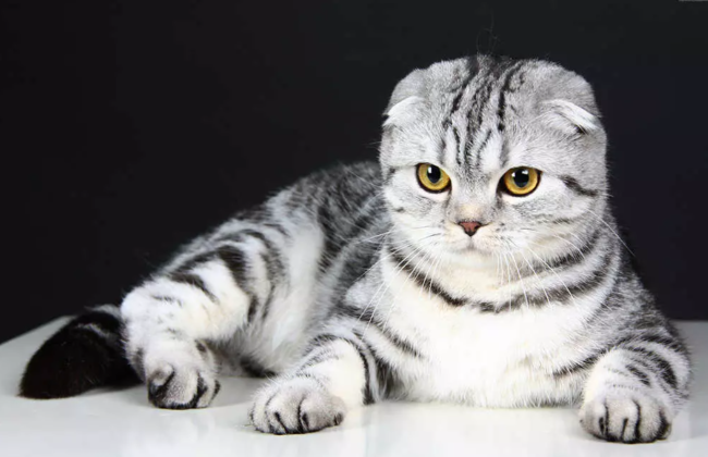 В Хмельницкой области суд назначил мужчине штраф за избиение кота веником