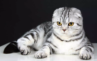 На Хмельниччині суд призначив чоловіку штраф за побиття кота віником