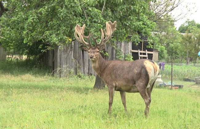 Олень на ім'я Борис із Рівненщини став зіркою TikTok