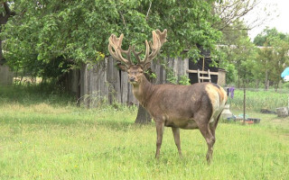 Олень на ім'я Борис із Рівненщини став зіркою TikTok