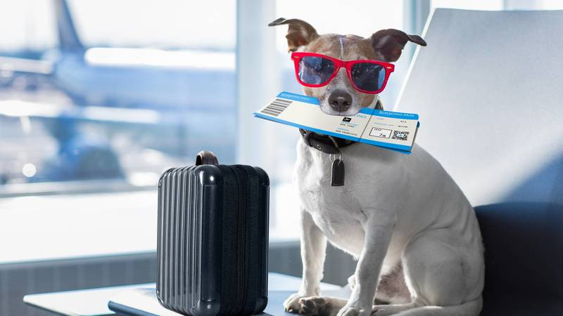 В США появилась авиакомпания, созданная специально для собак и их хозяев