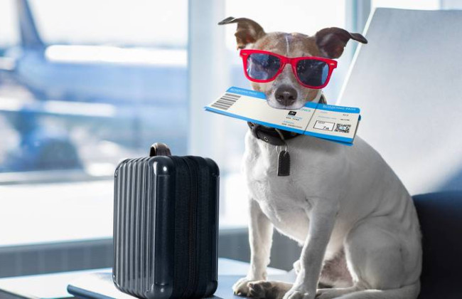 В США появилась авиакомпания, созданная специально для собак и их хозяев