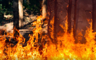 На Харківщині, випалюючи сухостій, жінка втратила контроль над вогнем та загинула