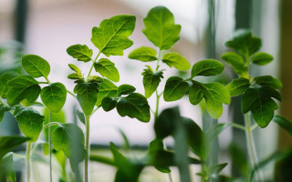 Вчені стверджують, що рослини володіють певним інтелектом і можуть «вирішувати проблеми»