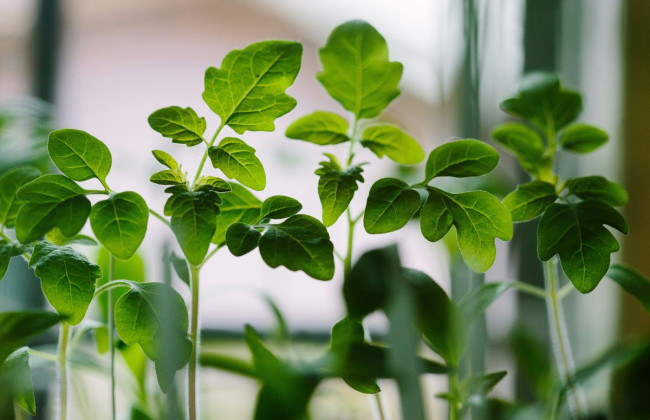 Ученые утверждают, что растения обладают определенным интеллектом и могут «решать проблемы»