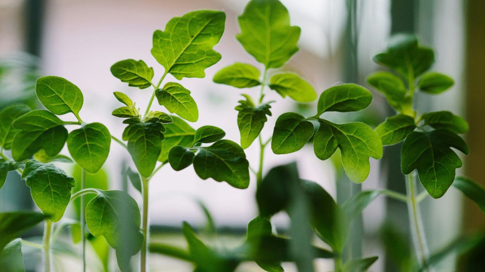 Ученые утверждают, что растения обладают определенным интеллектом и могут «решать проблемы»