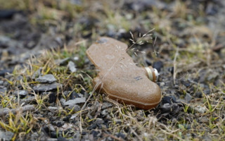 На Харківщині російська міна-«пелюстка» вибухнула в руках 7-річного хлопчика