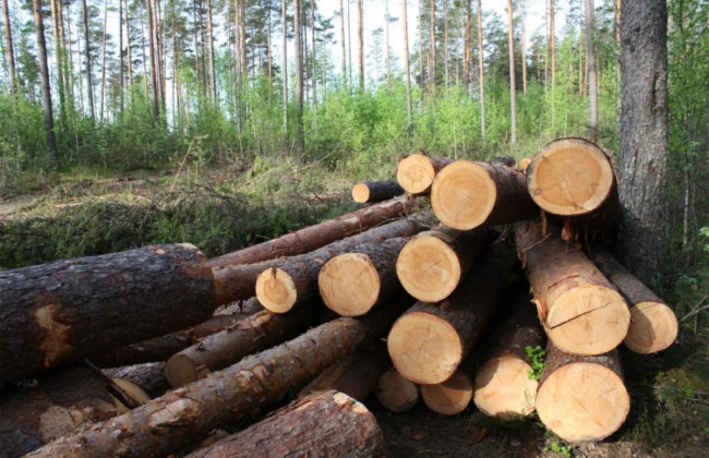Незаконная вырубка деревьев: суд применил к обвиняемому наказание в виде пробационного надзора