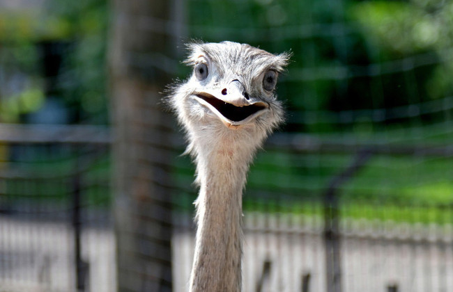 Птицы нанду с Сумщины получили новый дом в КиевЗоо