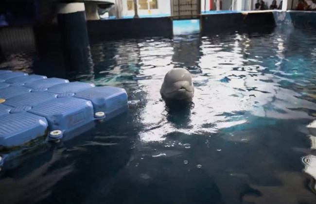 Двух китов-белух из-за обстрелов эвакуировали из харьковского дельфинария в Испанию