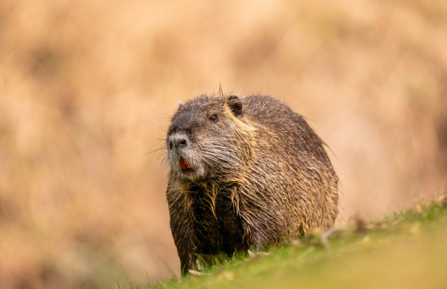 На Одещині чоловік вкрав сусідських нутрій, щоб не витрачатися на продукти