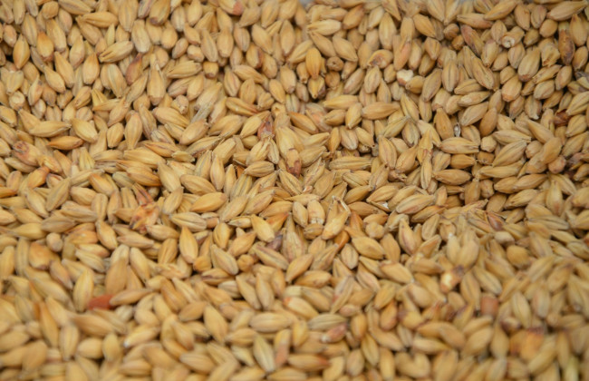 Растрата зерна на сумму более 3,4 миллиона гривен: на Волыни будут судить работника зернохранилища