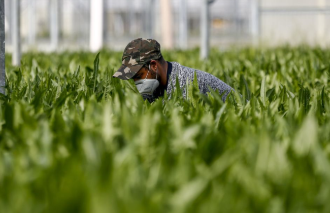 В Италии планируется усилить борьбу с эксплуатацией трудовых мигрантов