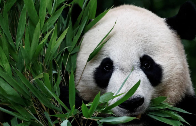 Впервые за 20 лет Китай отправил двух панд в США в знак улучшения дипломатических отношений