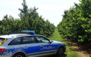 Тонами крадуть продукти: у Німеччині орудує «плодово-ягідна мафія»