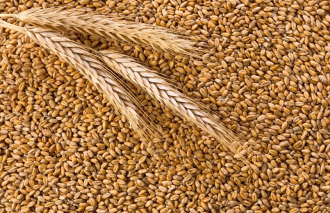 В Евросоюзе начали действовать повышенные пошлины на импорт зерна из рф и Белоруссии