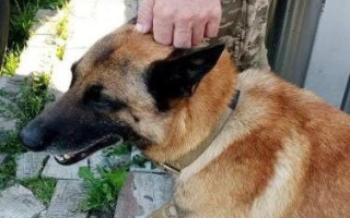 У Києві скерували до суду обвинувальний акт відносно чоловіка, який застрелив вівчарку сусіда