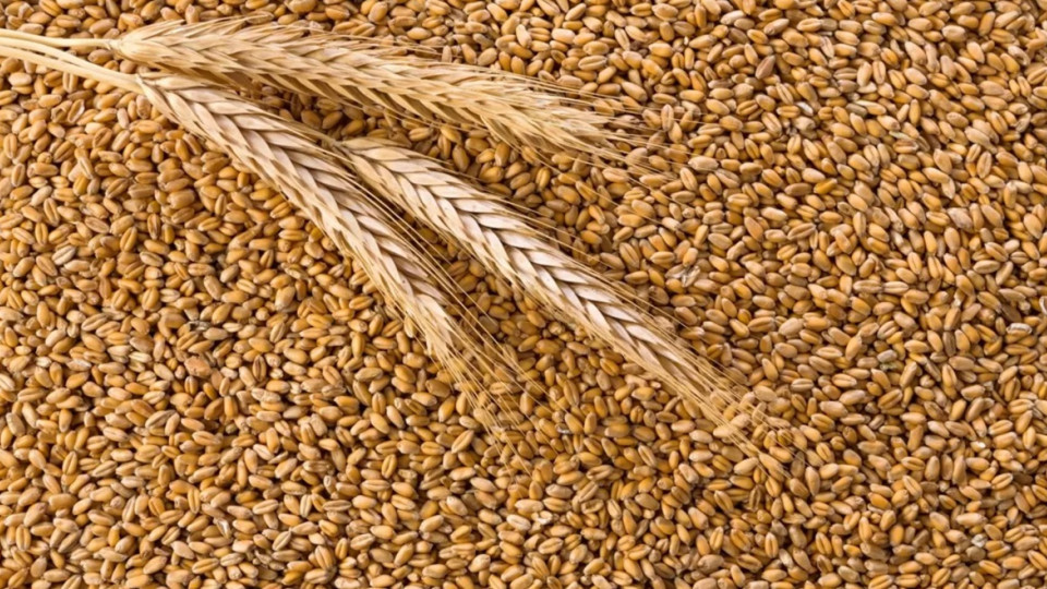 У Євросоюзі  почали діяти підвищені мита на імпорт зерна з рф та Білорусі