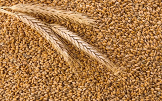 У Євросоюзі  почали діяти підвищені мита на імпорт зерна з рф та Білорусі