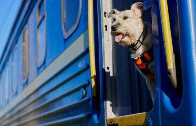 Укрзализныця предлагает новые правила перевозки животных в поездах