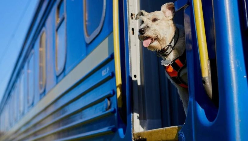 Укрзализныця предлагает новые правила перевозки животных в поездах