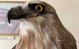 Митники вилучили рідкісні трофеї: опудало яструба та череп з рогами прямували поштою до США