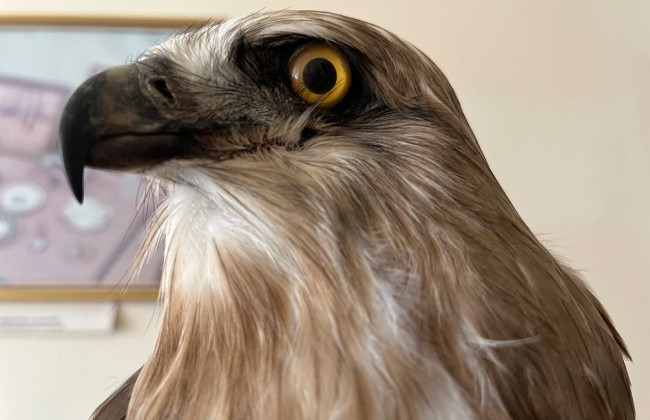 Таможенники изъяли редкие трофеи: чучело ястреба и череп с рогами направлялись по почте в США