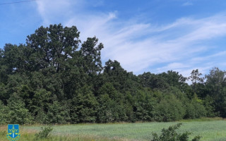 На Рівненщині сільська рада «віджала» у лісництва землю, — прокуратура