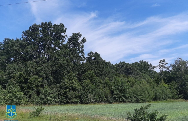 В Ровенской области сельский совет «отжал» у лесничества землю, — прокуратура