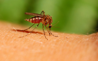 В двух странах Европы обнаружили смертельную болезнь, которая передается через укусы комаров