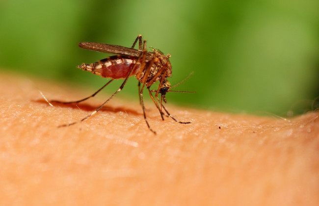 В двух странах Европы обнаружили смертельную болезнь, которая передается через укусы комаров