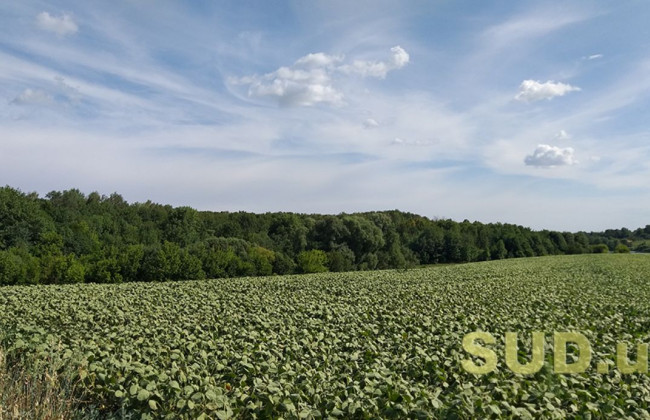 Кто является плательщиками рентной платы за специальное использование лесных ресурсов: разъяснение налоговой