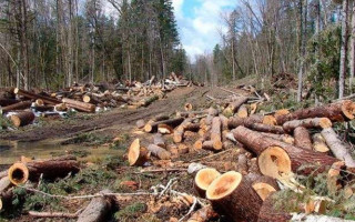 Вирубка дерев на 11 млн: на Закарпатті судитимуть посадовців лісової галузі за збитки довкіллю