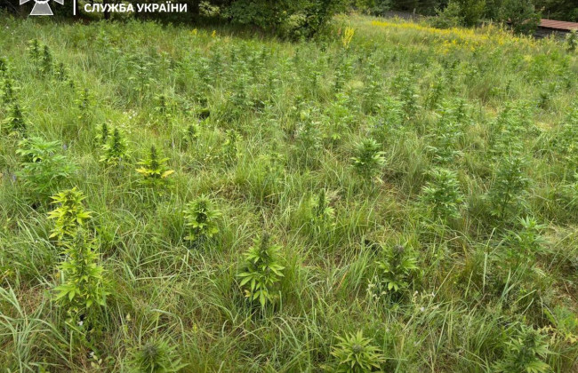 На Черниговщине обнаружили «ферму» элитной конопли: изъято 400 растений конопли и 10 кг наркотиков