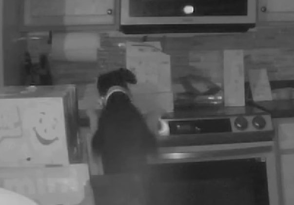 Четвероногий поджигатель: собака включила газовую плиту и подожгла дом