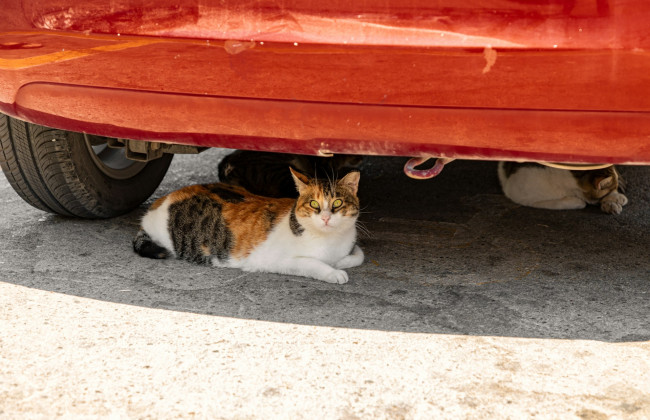 В Украине зафиксировали очередные температурные рекорды