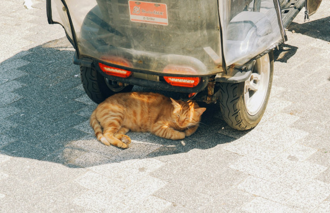 Как позаботиться о четырехлапых друзьях в жаркую погоду – советы