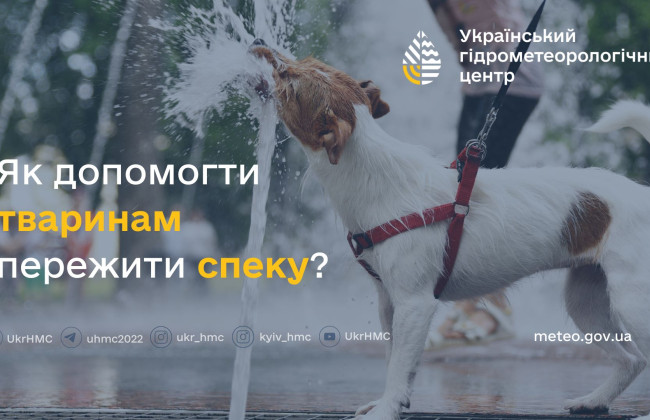 Как помочь животным пережить жару – что советуют